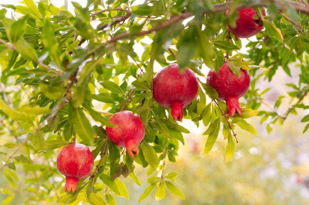 تصویر 3 از انار تابستانی زودرس بهترین گزینه برای آبگیری